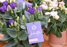 De potlisianthus serie van Takii de Julietta Serie bevat nu 3 kleuren. Het is een indoor, dubbelbloemige Lisianthus die 2 jaar geleden is geïntroduceerd.